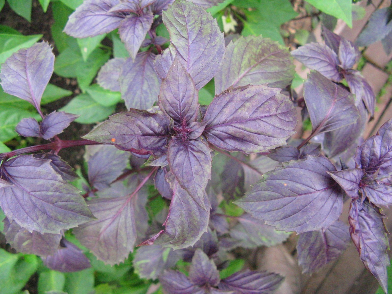 Реган трава. Базилик это однолетнее растение. Базилик побеги. Базилик эвгенольный. Базилик в огороде.