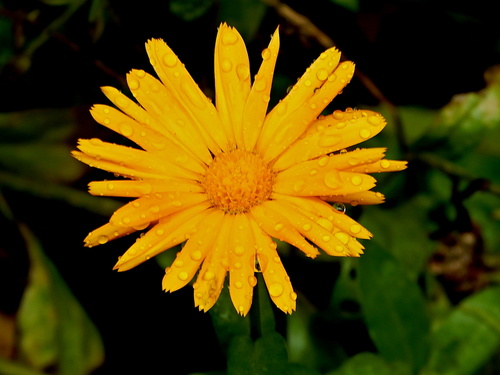 В дождливых "бриллиантах"