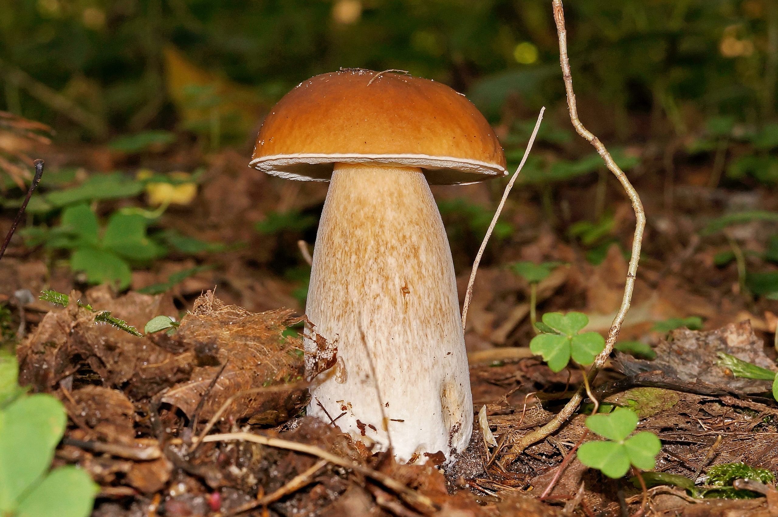 Белый гиб. Белый гриб берёзовый Boletus betulicola. Белый гриб еловый (Boletus еdulis). Колосовики грибы. Боровик колосовик.