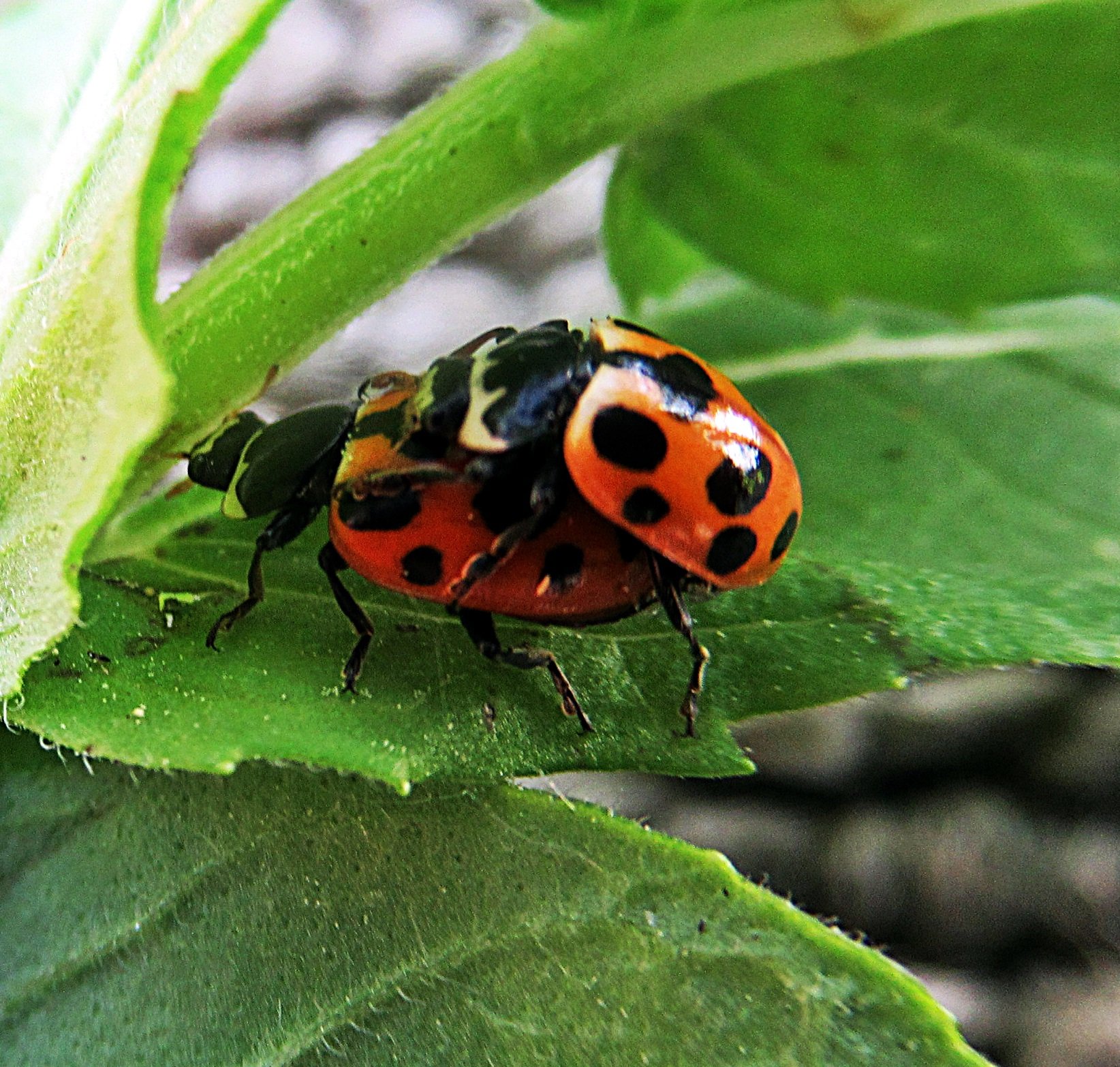 жучки паучки часовая. жучки-паучки. красивые жучки и паучки. жучки паучки букашки. золотой жучок луг.