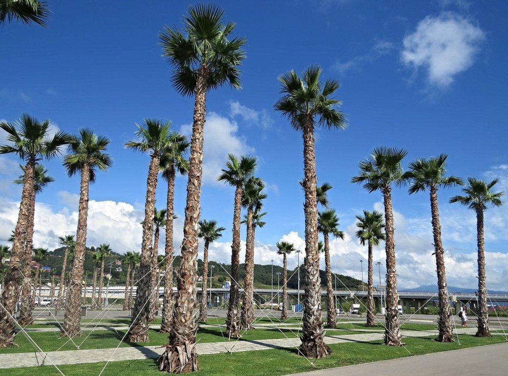 Пляж адлера сочифорния. Пальмовая роща Сочи Олимпийский парк. Пальмы в Сочи Имеретинская. Пальмовая аллея Адлер. Пальмовые аллеи Имеретинский.