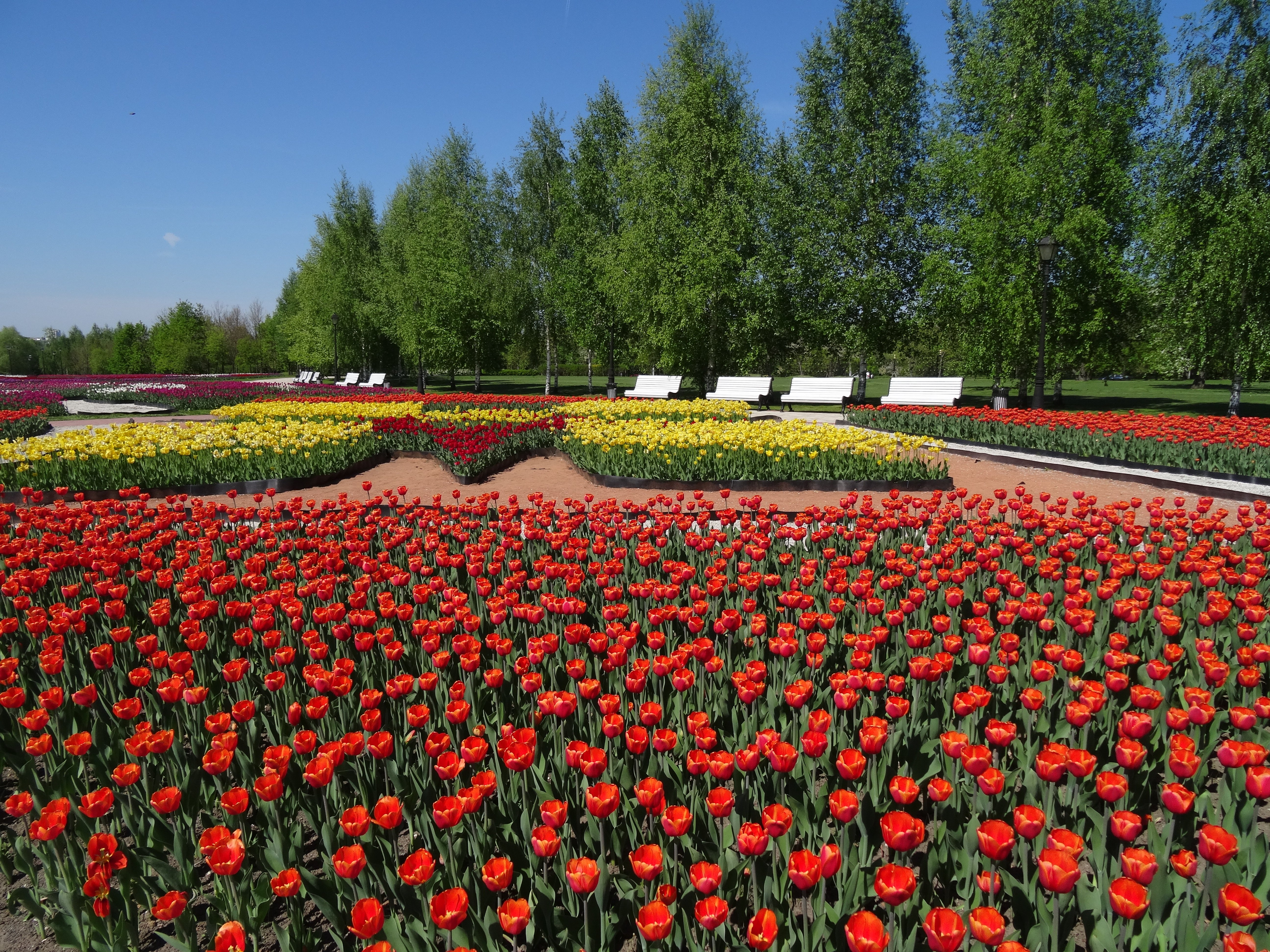 Тюльпаны в белгороде фото