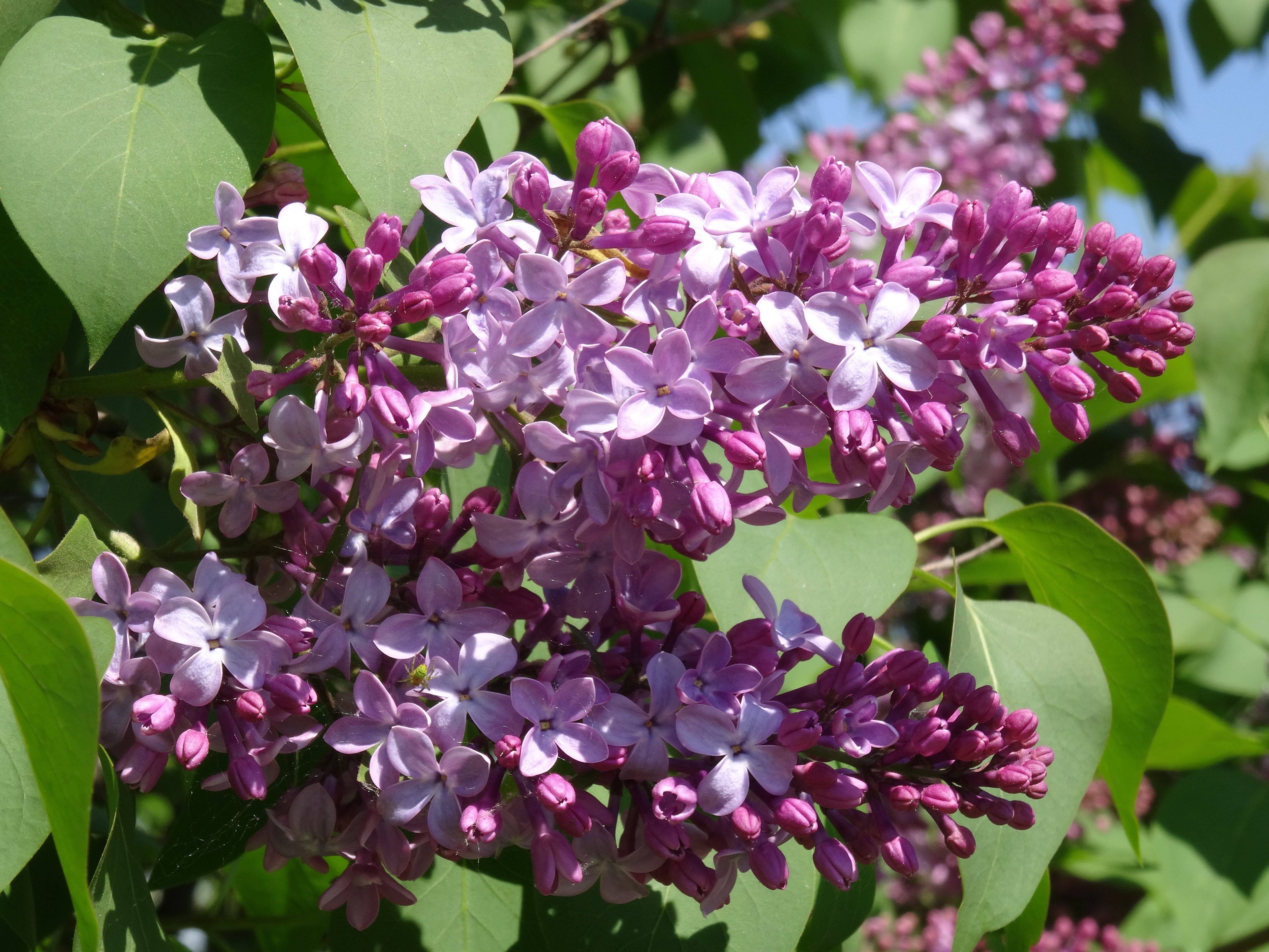 Каштан сирень акация. Сирень венгерская цветение. Syringa josikaea. Сирень венгерская листья. Сирень венгерская фото.