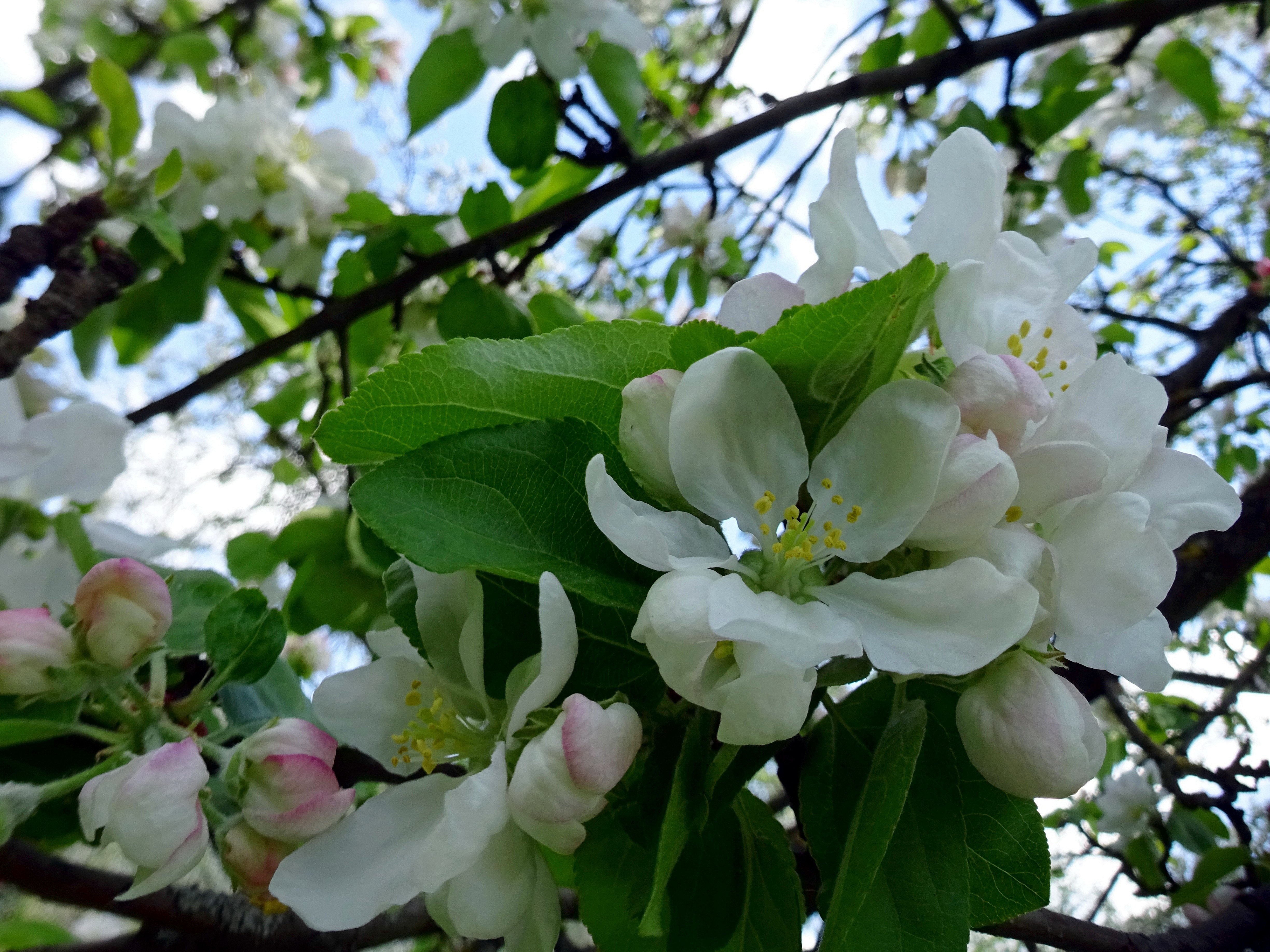 Яблоня белый налив цветение