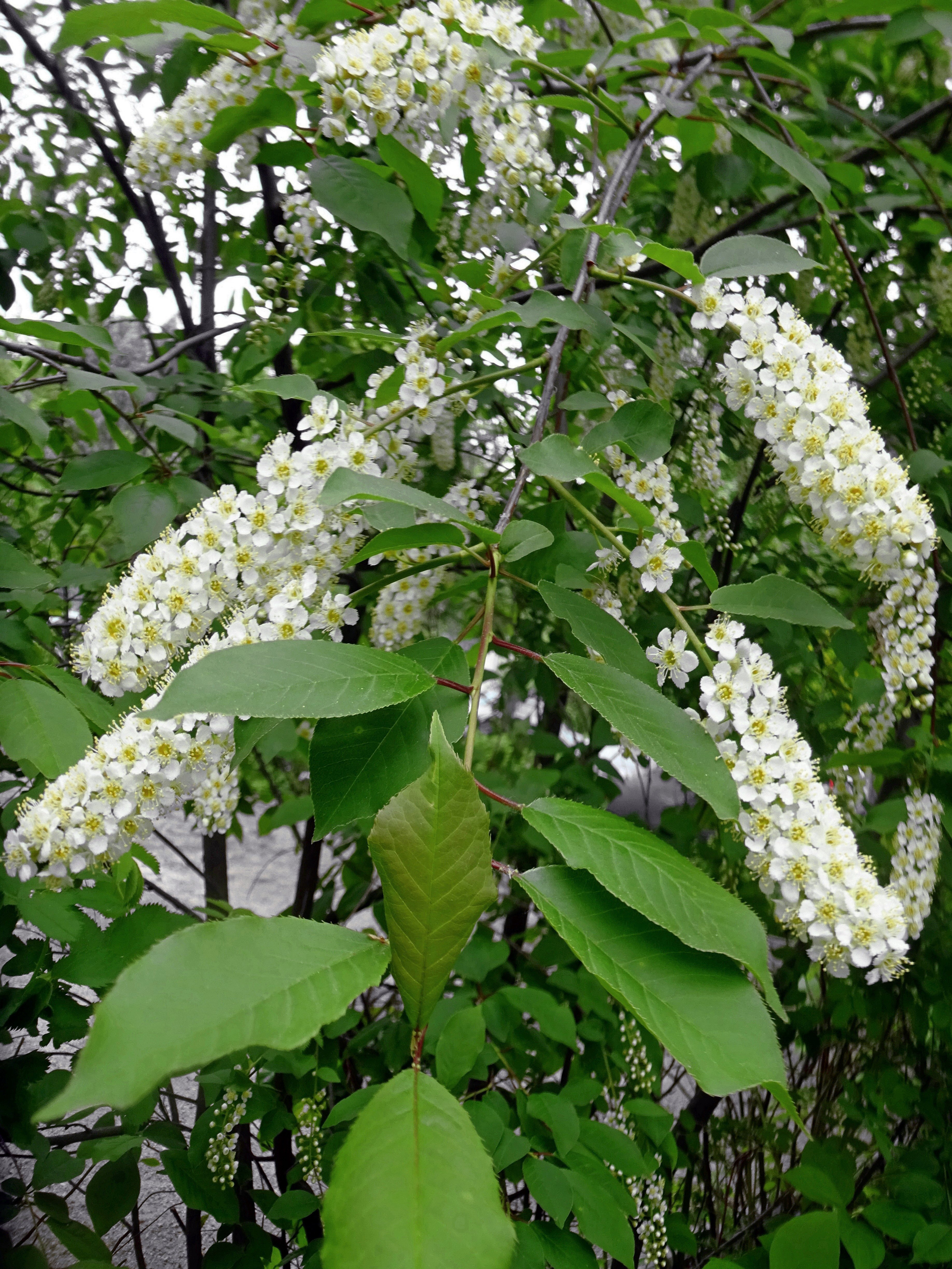 Виды черемухи фото