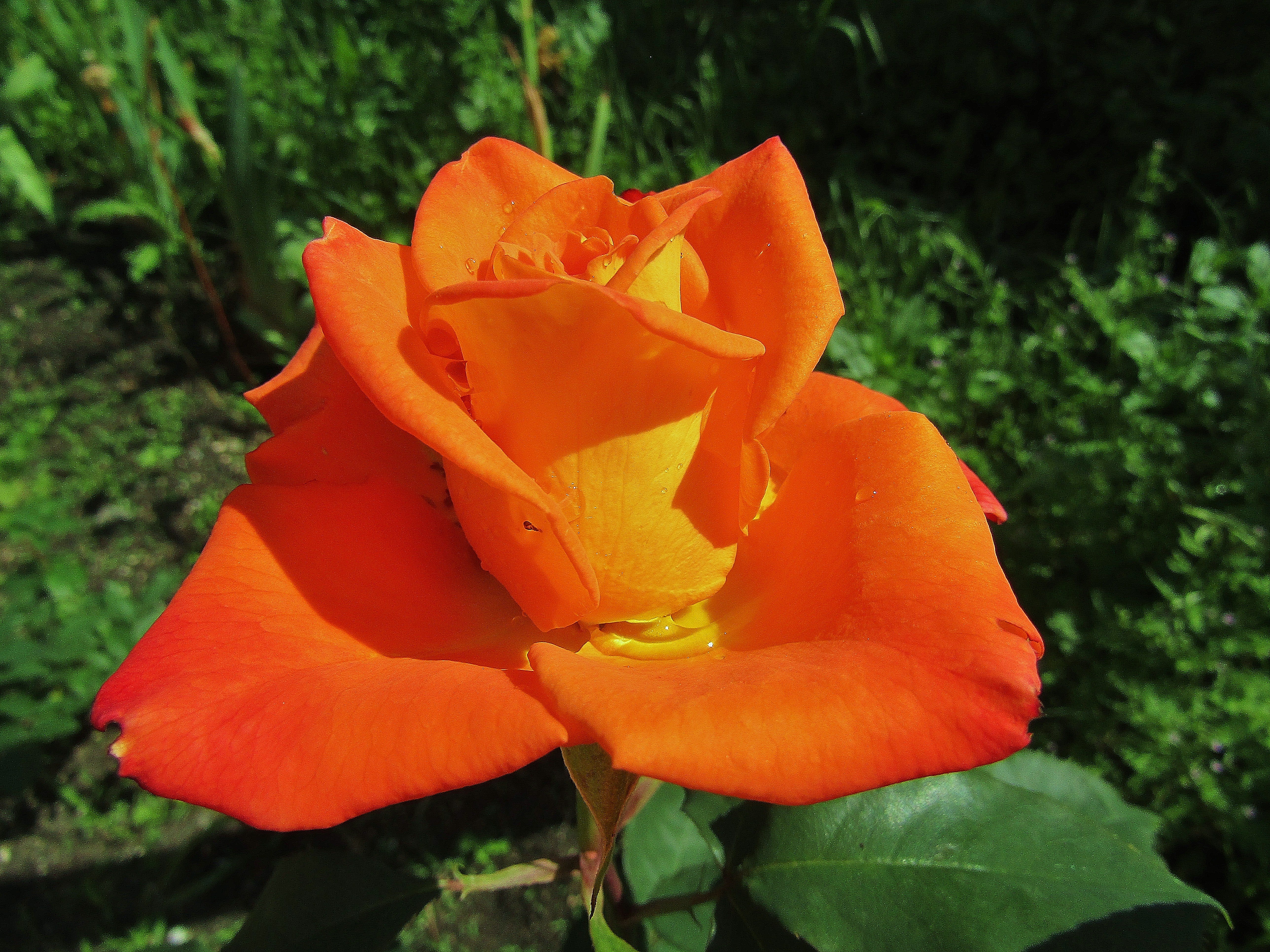 Оранжевая роза сорта название и фото
