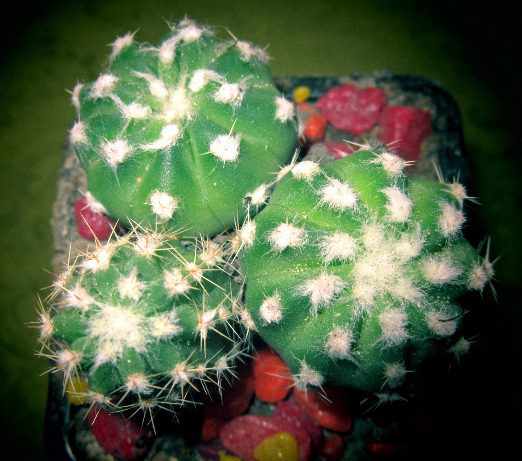 Кактус опунция в горшке. Кактус без земли. Кактус без земли. Эхинопсис субденудата echinopsis subdenudata. Кактус опунция отростки.