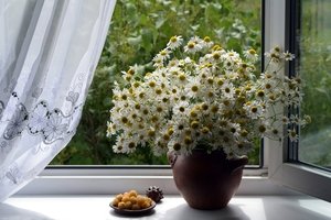 В них жёлтого солнца сиянье, и в них белизна облаков...