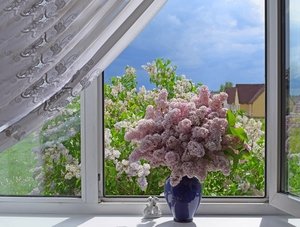 Ароматы сирени душистой…