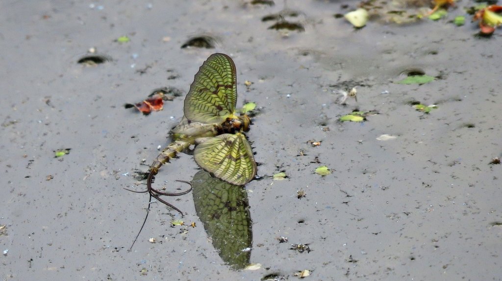 Тема :"Пересечения"