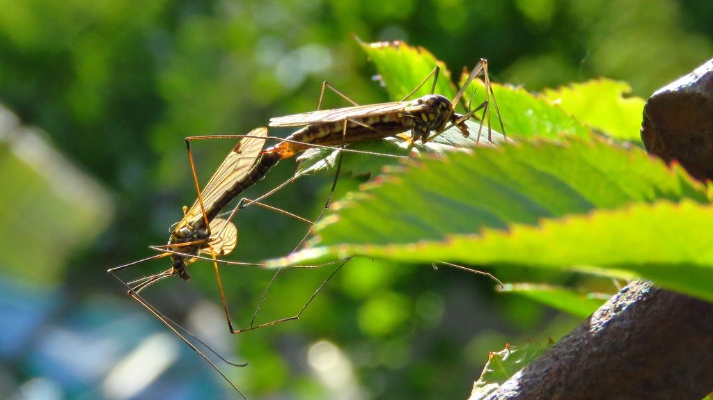 Тема :"Пересечения"