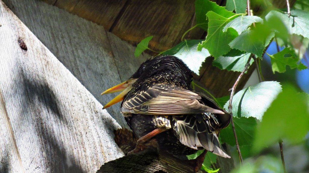 Тема :"Пересечения"