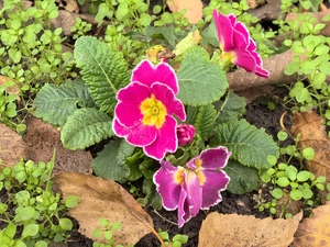 Примула зимняя )