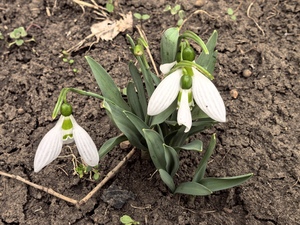 Вот и в городе подснежники цветут