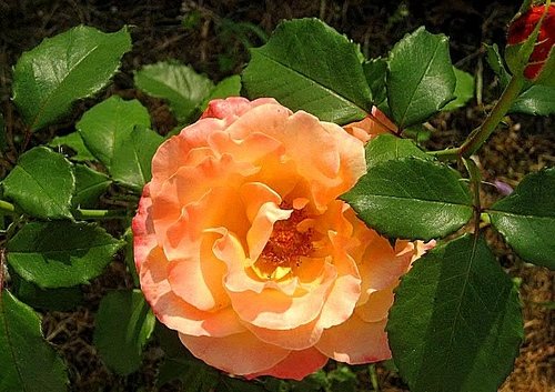 Роза в моем саду