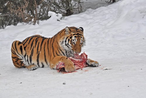 Обед амурского тигра