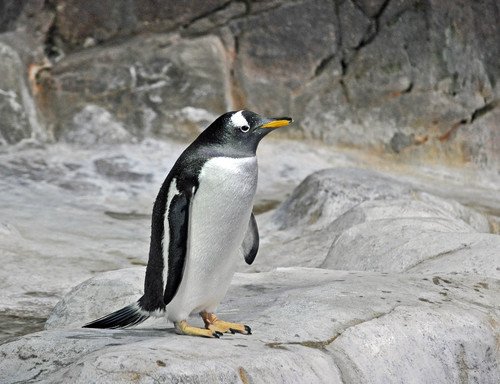 Ждущий пингвин