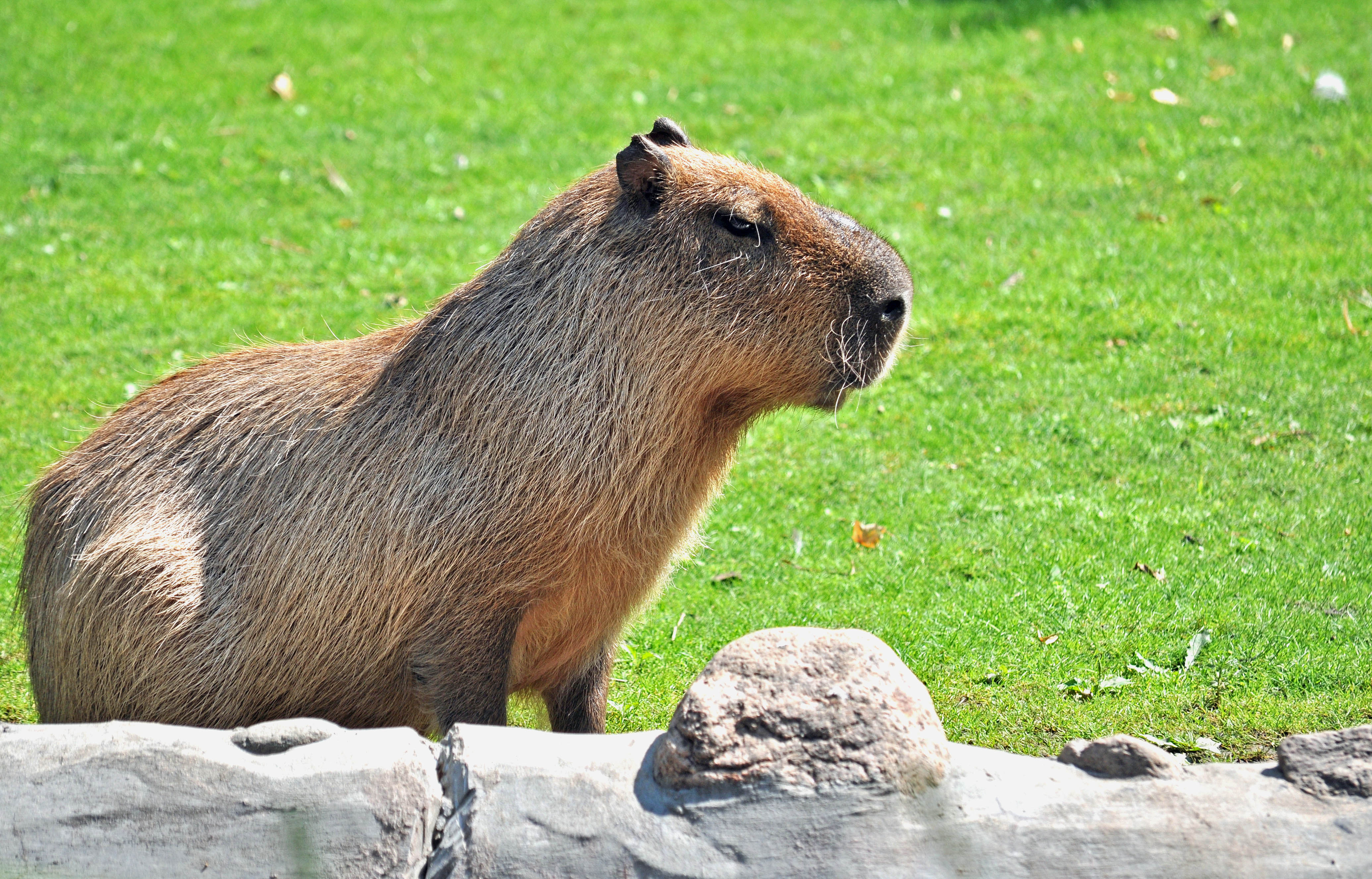 Capybara. Большая морская Свинка капибара. Капибара сельвы. Капибара ареал. Капибара Будда.