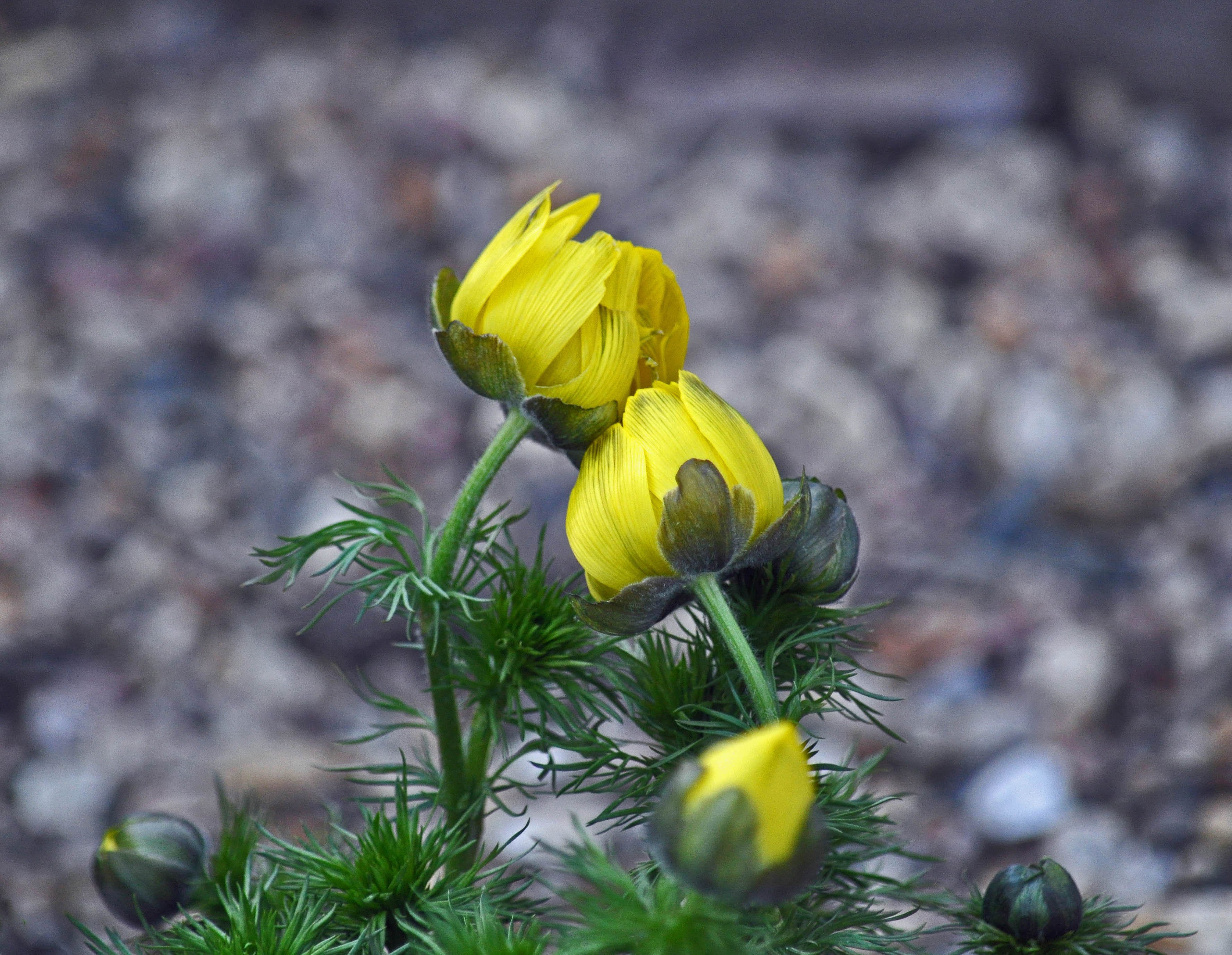 Adonis vernalis polinucula