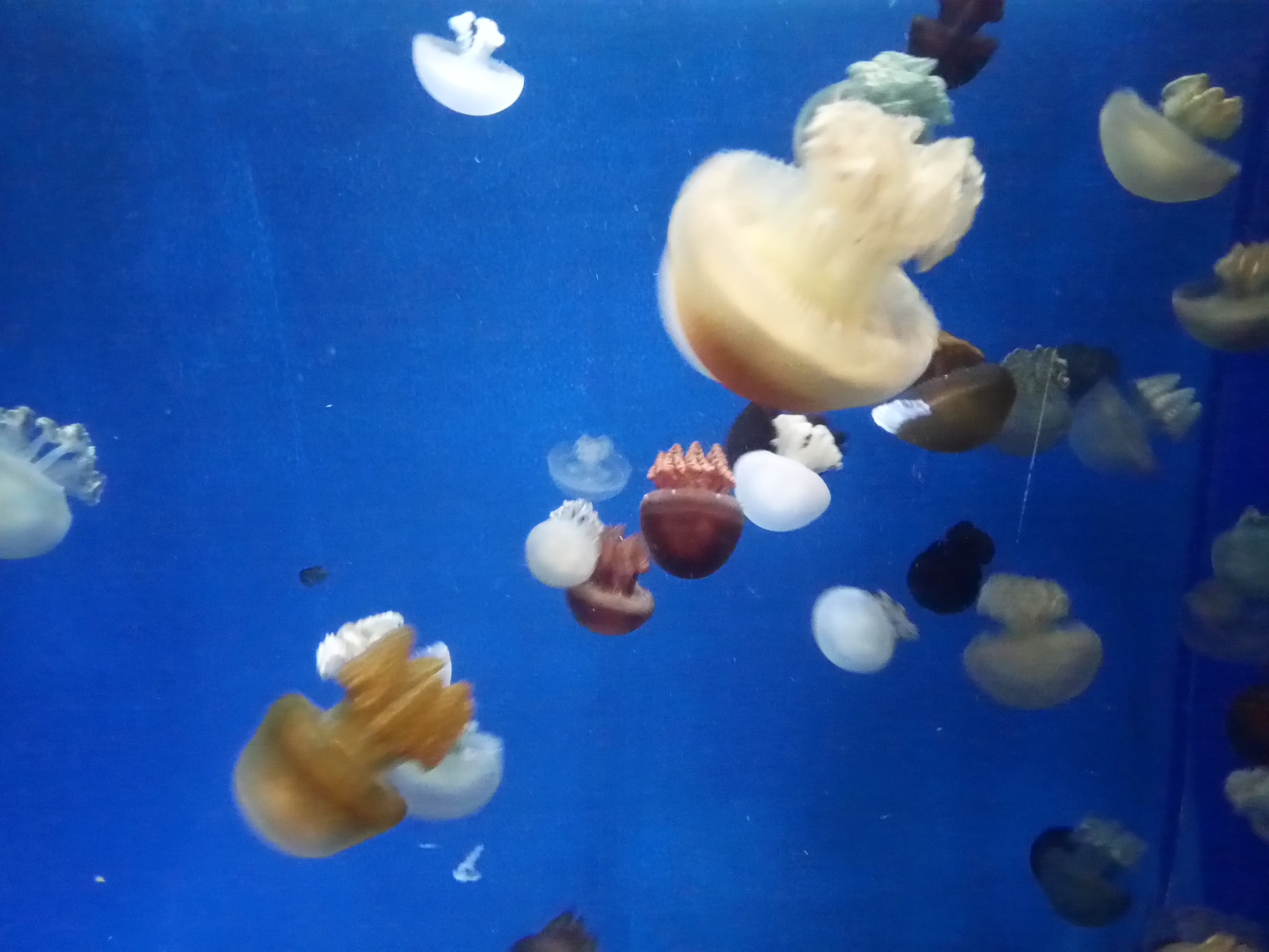 Содержание медуз в аквариуме
