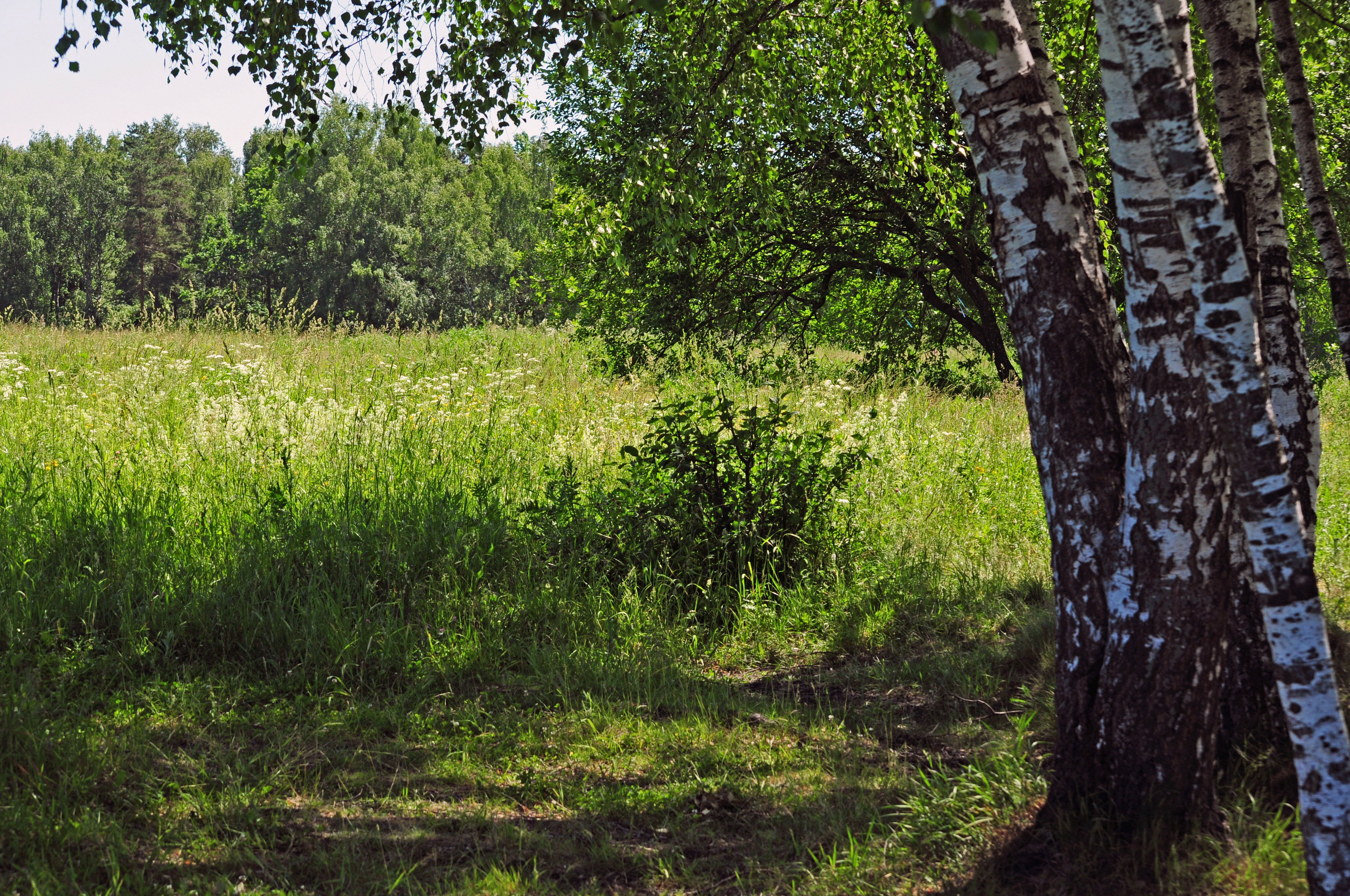 18 берез. Тень березы. Луг с березами. Луг с тенями. В берёзовом лесу в тени дубрав.