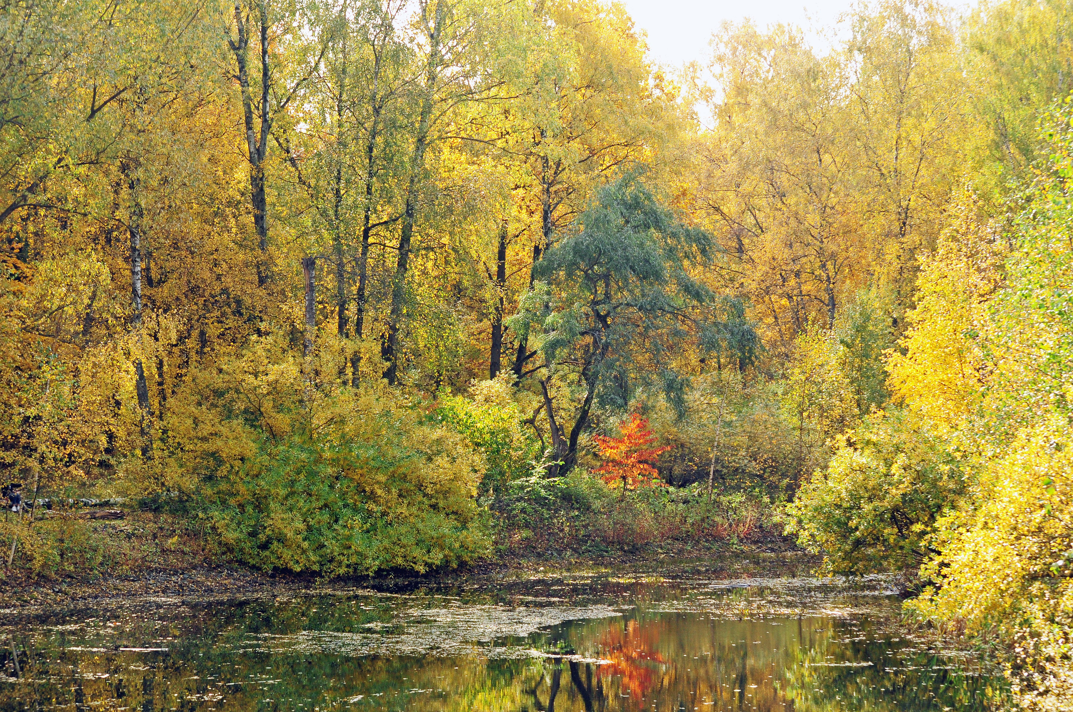 Осенние зарисовки