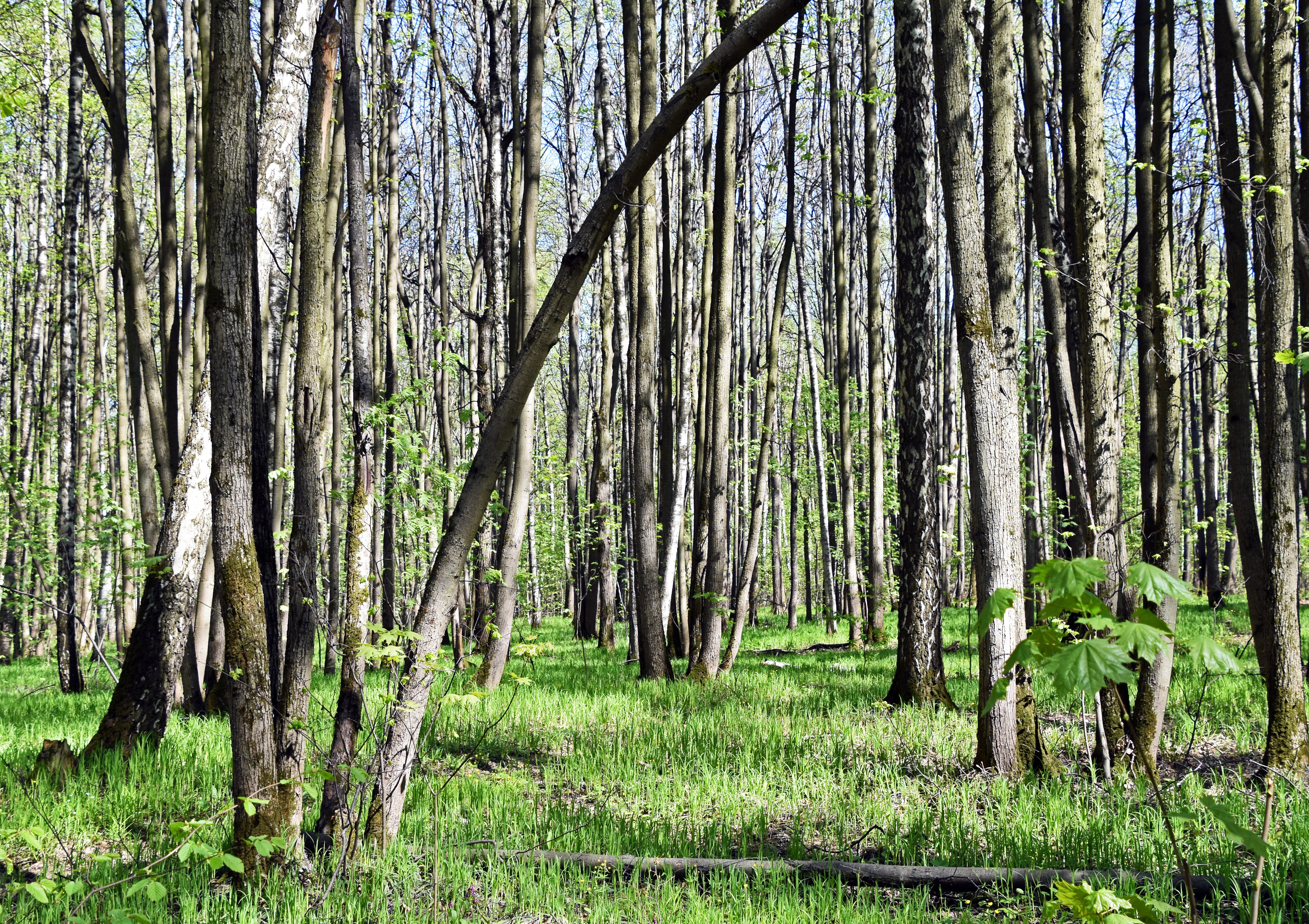 Что происходит в лесу в мае