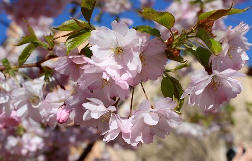 Весна.Сакура цветет