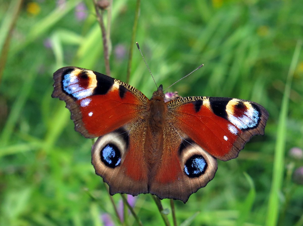 Бабочка павлиний глаз рисунок