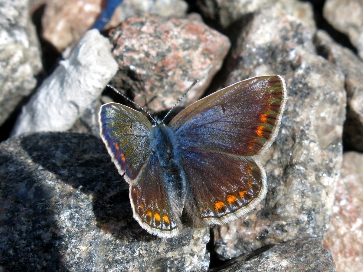 Бабочки голубянки аргали