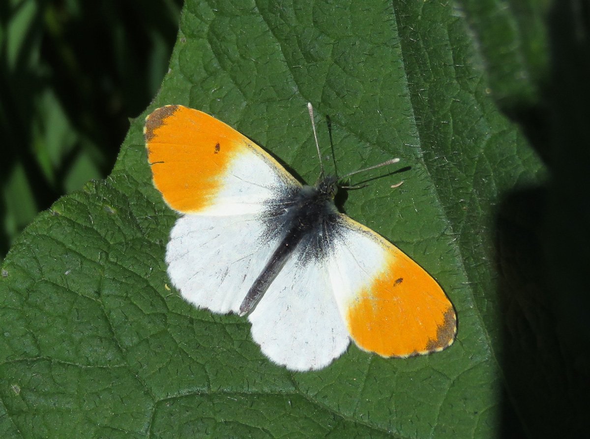 Anthocharis Cardamines