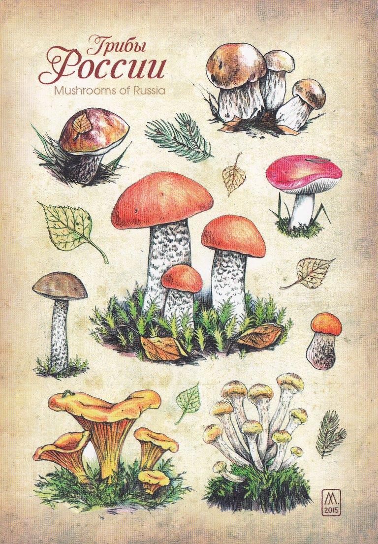 Рисунки съедобных грибов