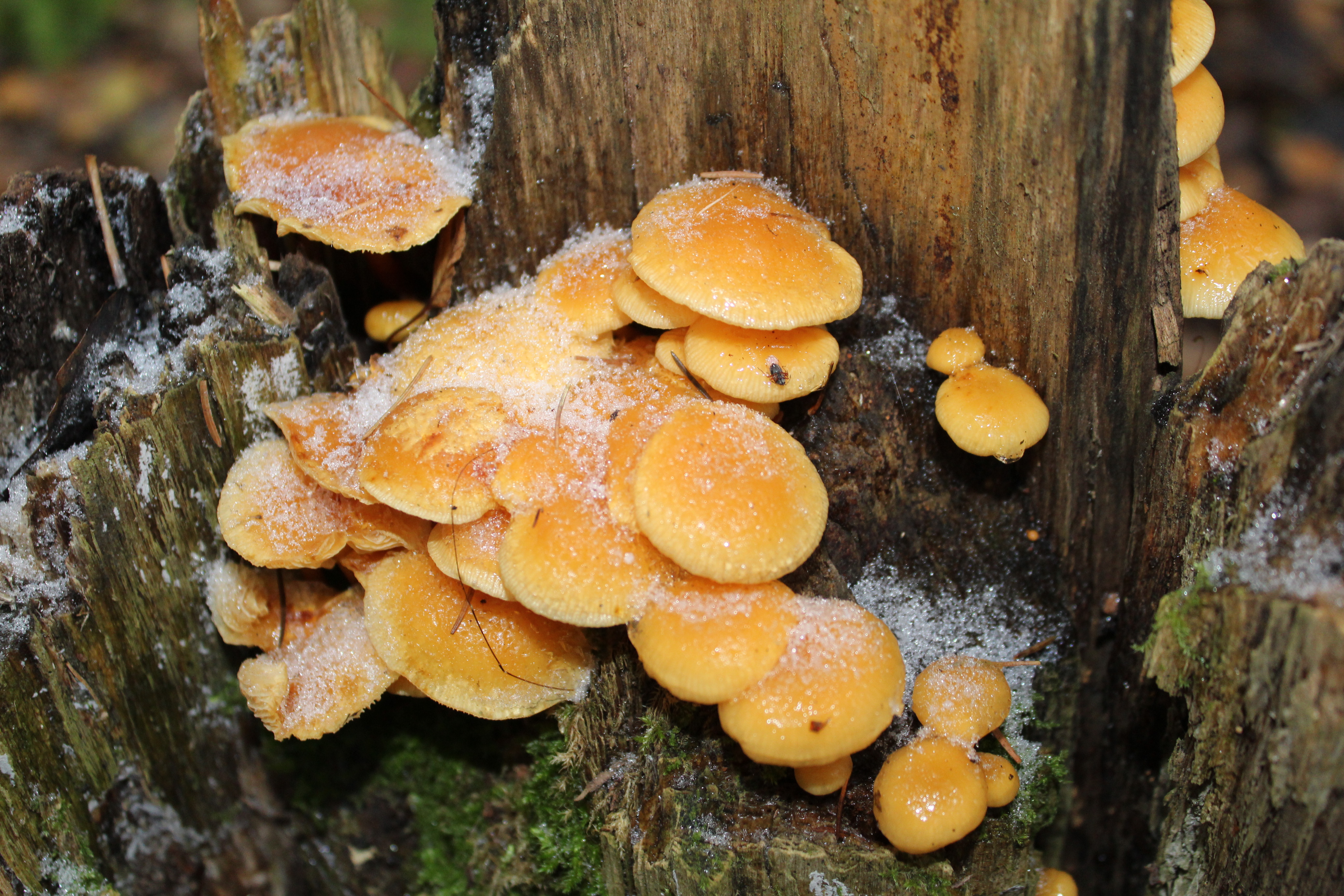 Flammulina velutipes *02* Stuffed mushrooms, Mushroom fungi, Fungi