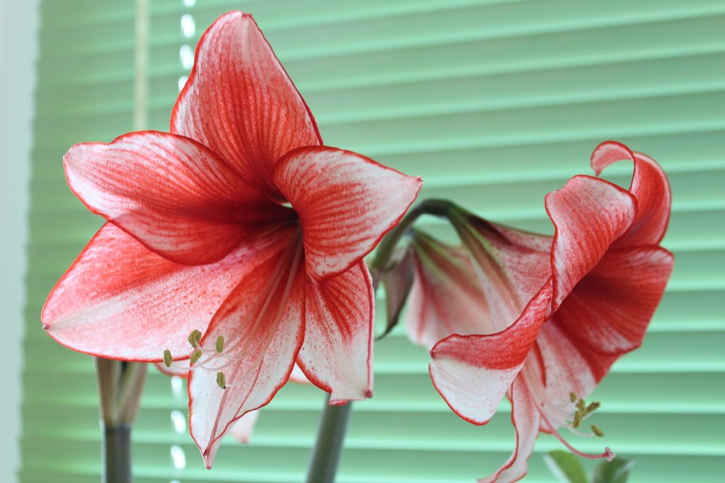 Open in new window