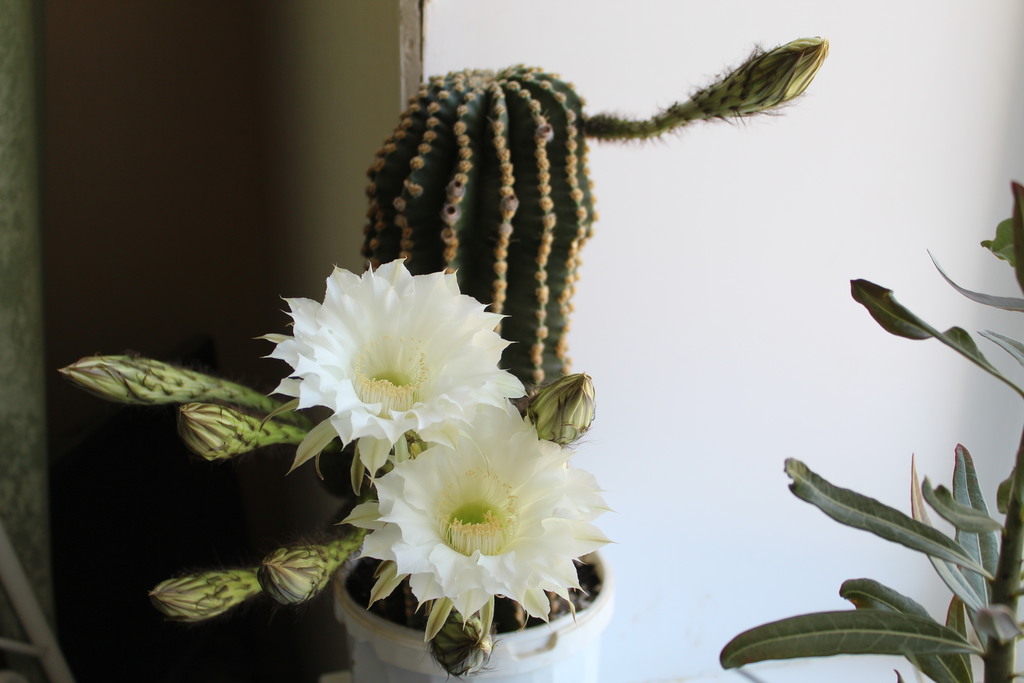 Open in new window