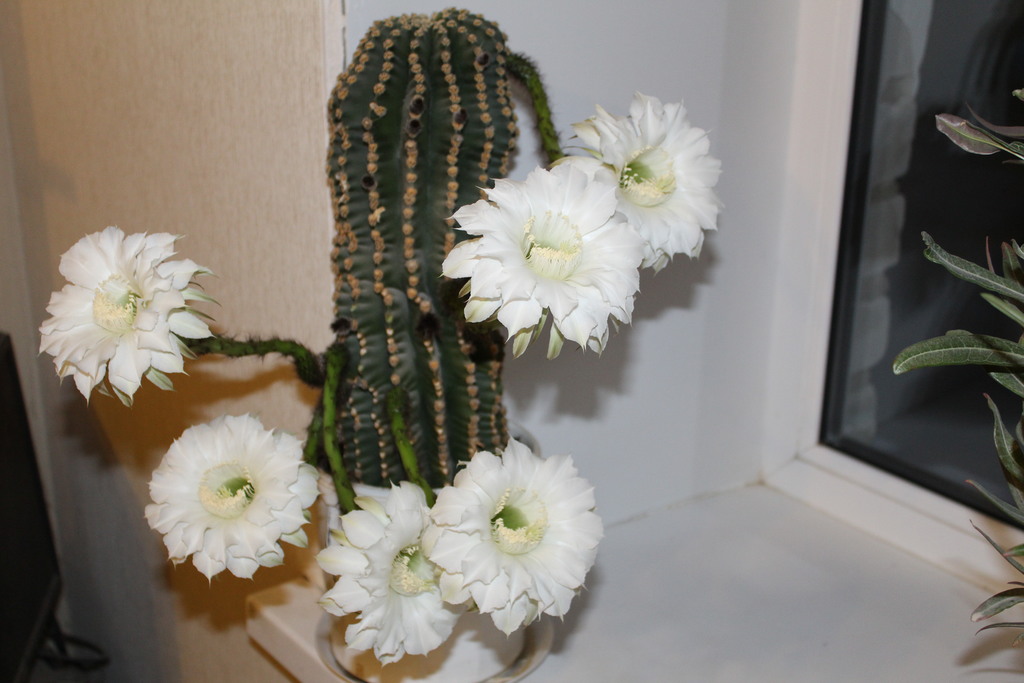 Open in new window