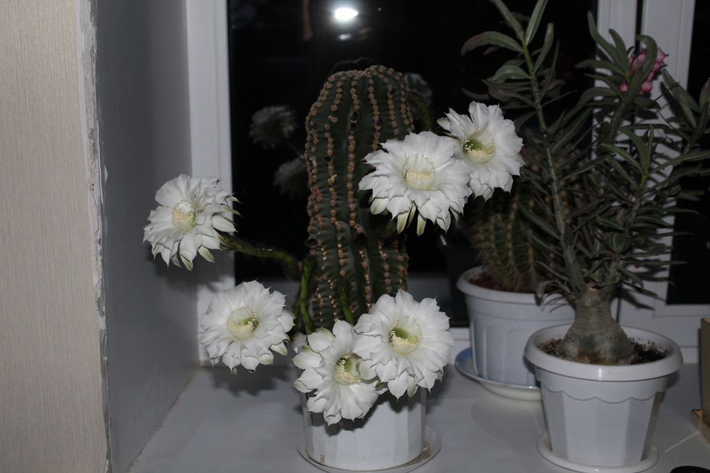 Open in new window