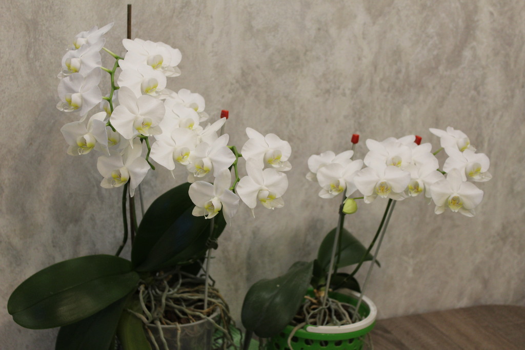Open in new window