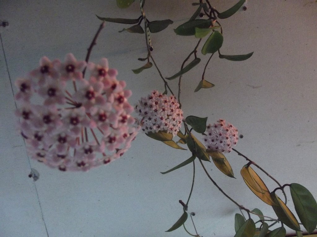 Open in new window