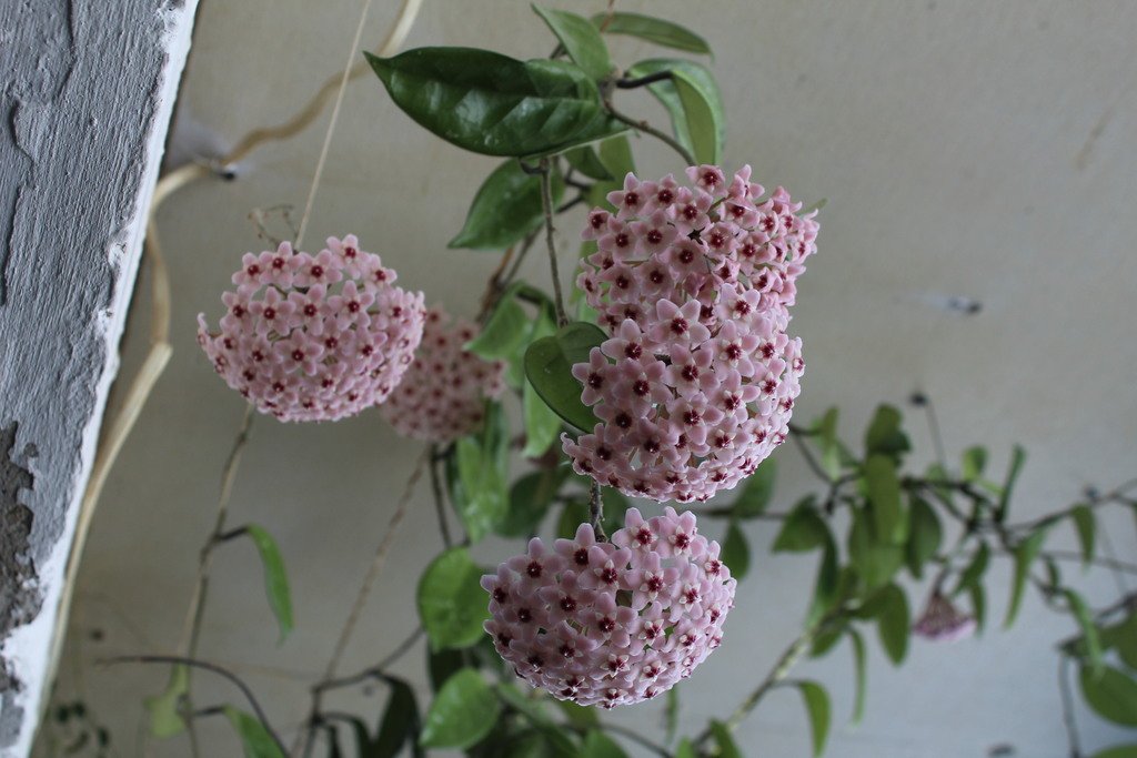 Open in new window