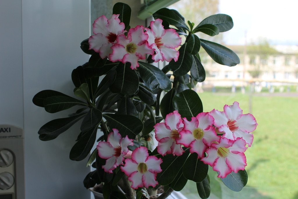 Open in new window