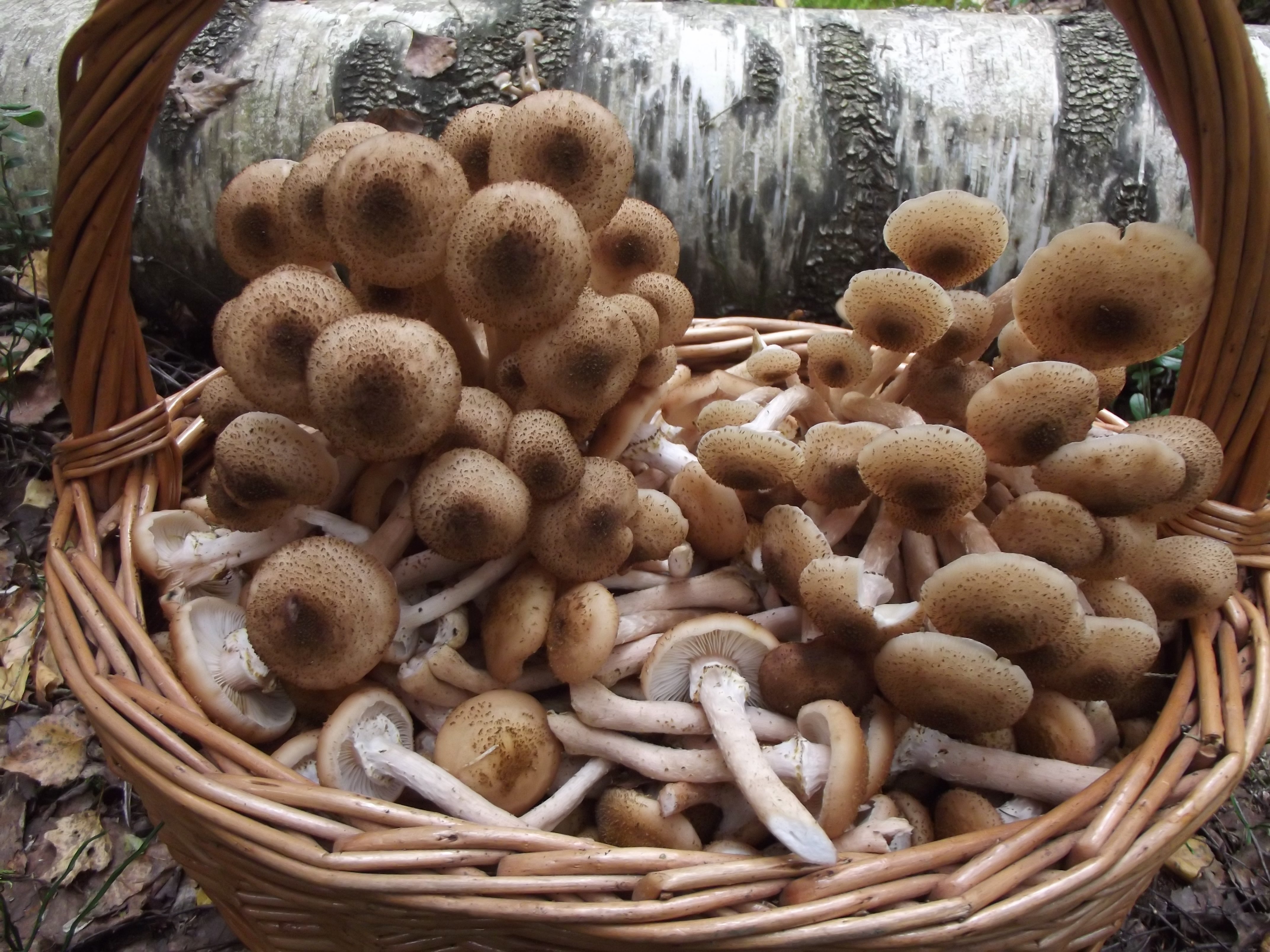 Осень грибы опята