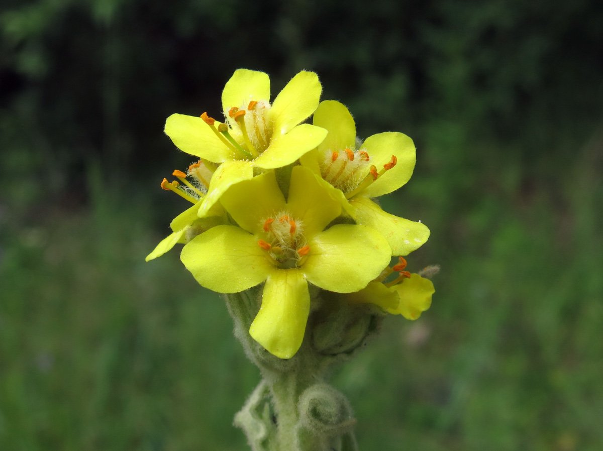 Verbascum Thapsus коровяк обыкновенный