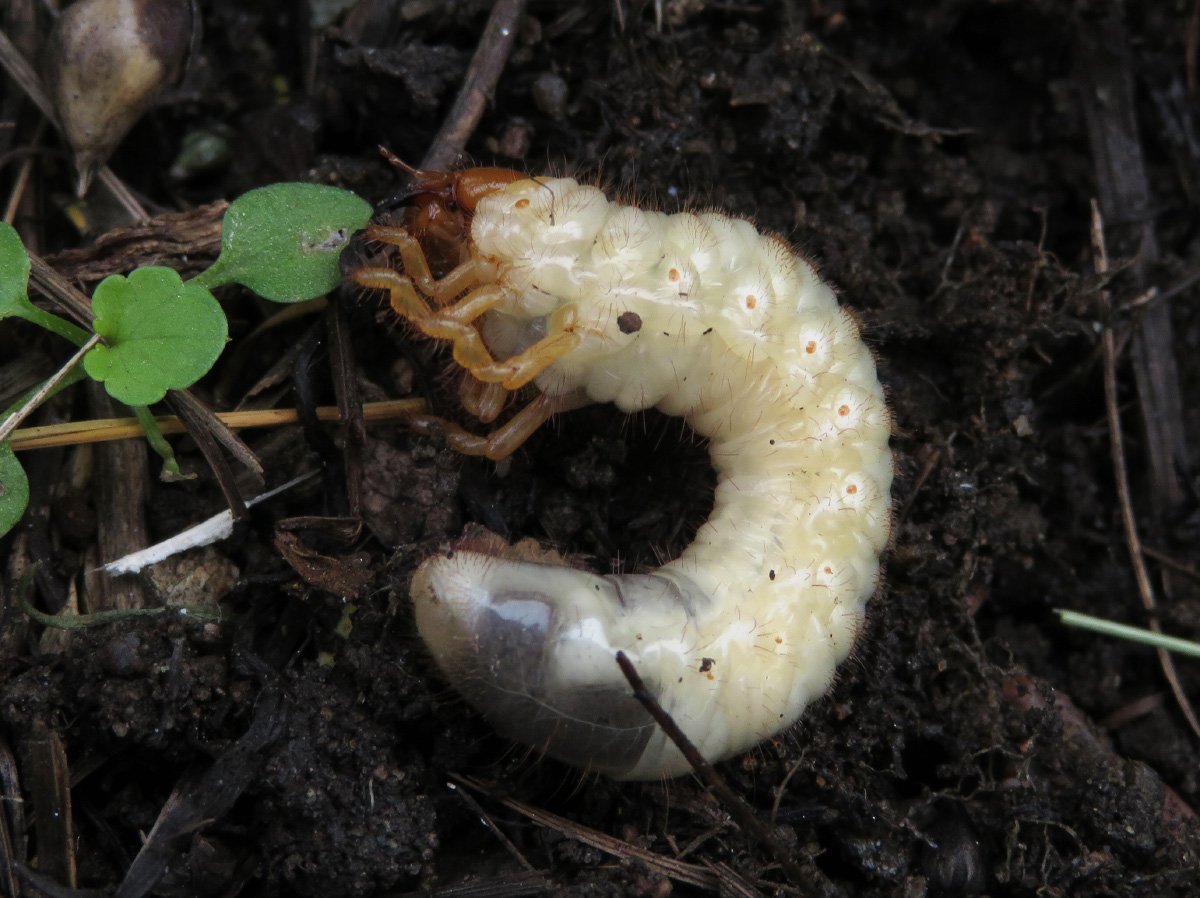 фото личинки майского жука крупным планом