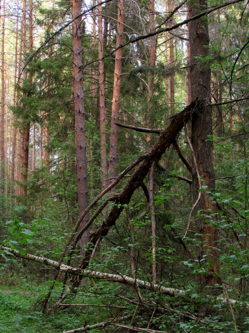 Лесные дебри картинки