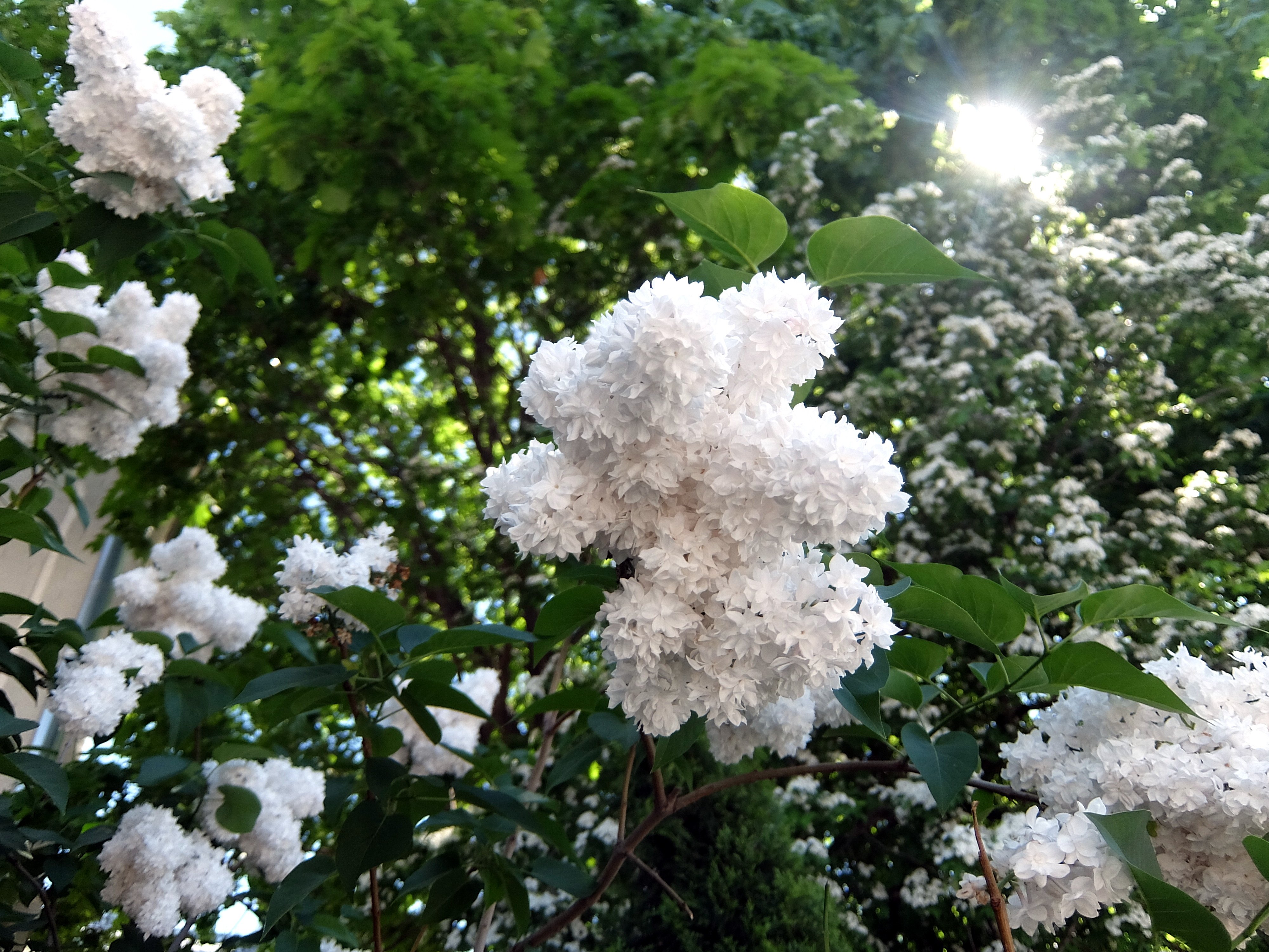 Сирень белая фото дерево в саду