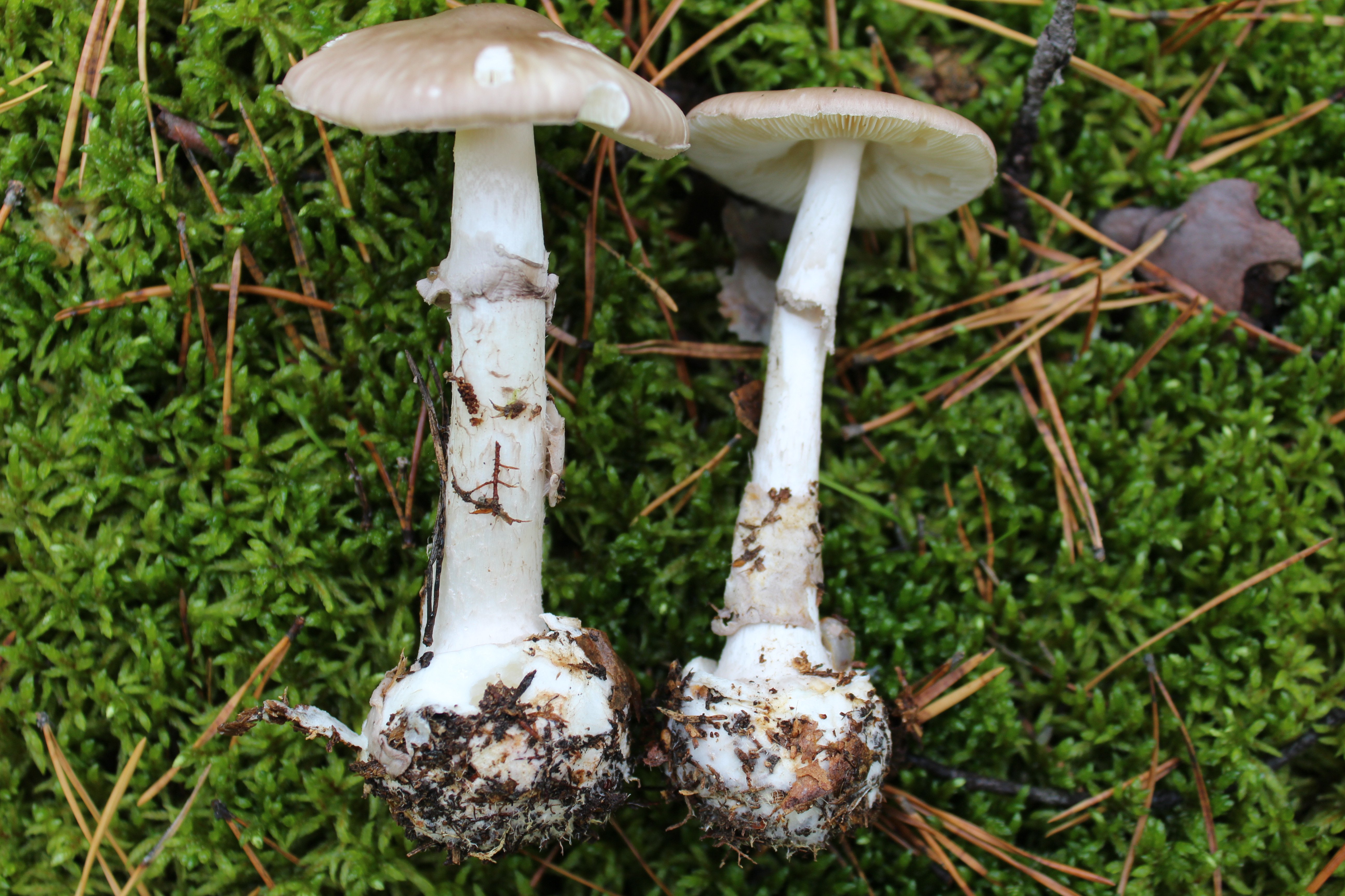 Бледная поганка гриб похоже на шампиньёнэ