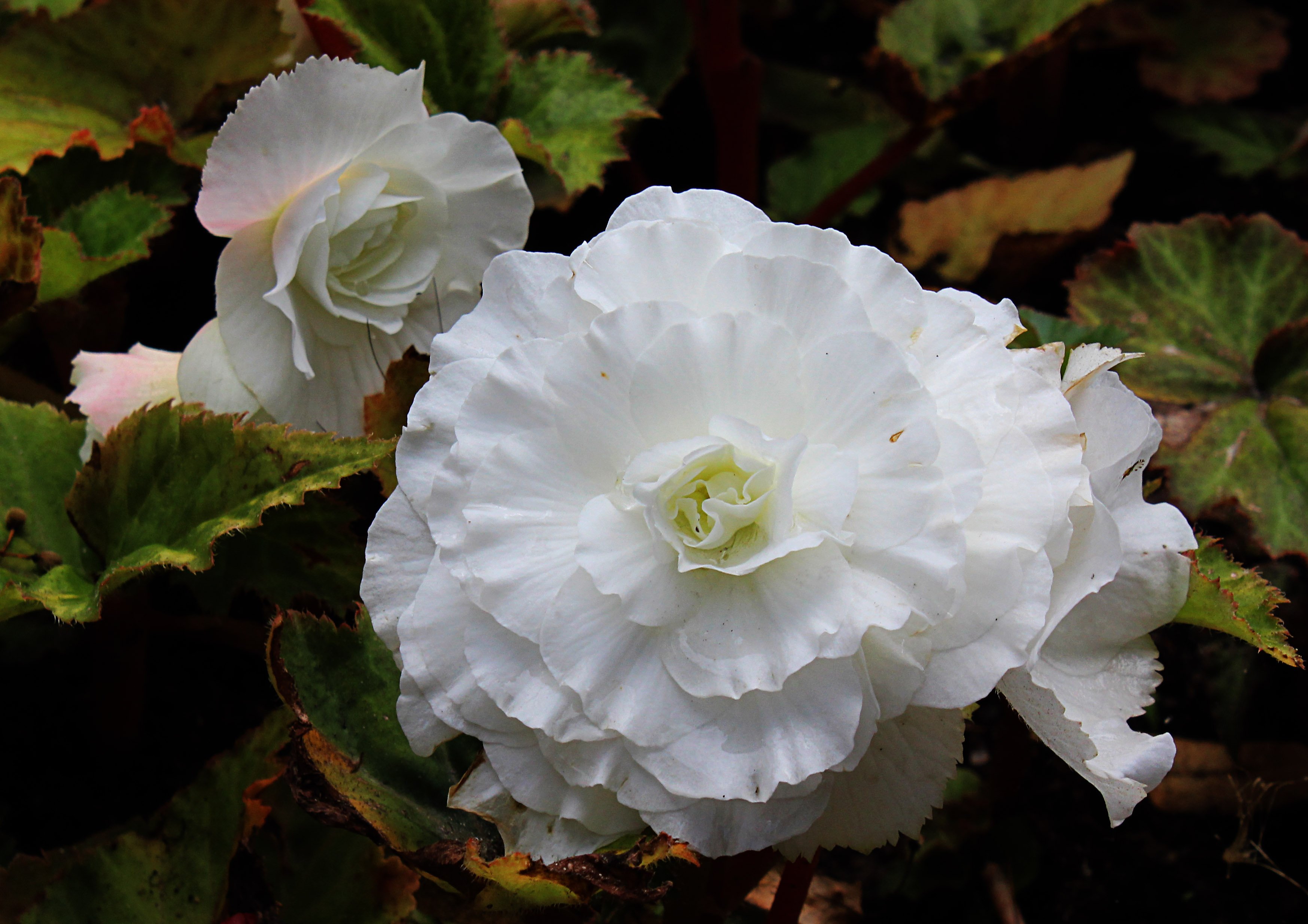 Бегония АМЕРИГИБРИД гофрированная f1. Бегония Ruffled White. Бегония АМЕРИГИБРИД гофрированная белая. Бегония америгибрид