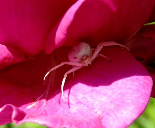 Паучок на розе