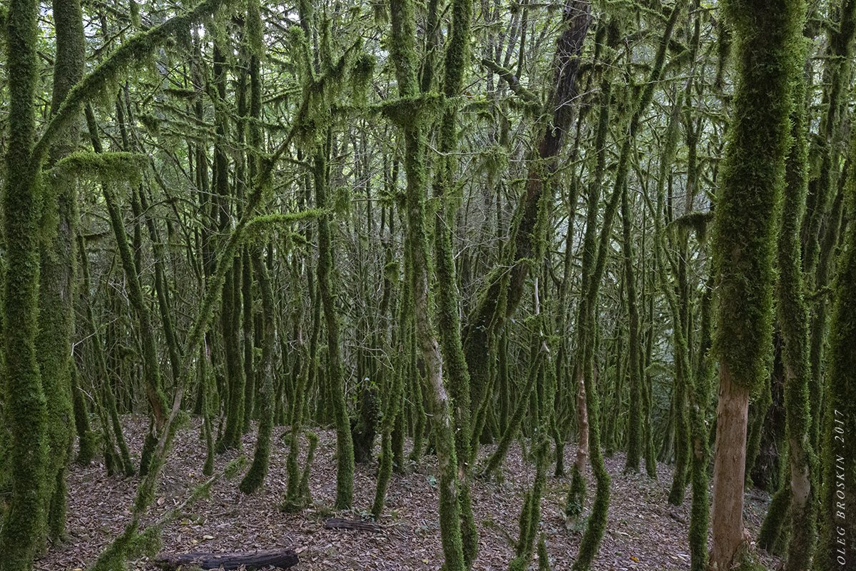 Самшитовая роща абхазия фото туристов